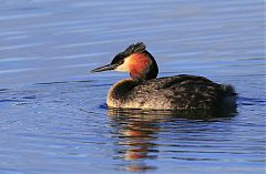 Great Crested Grebe